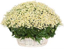 Цветочная композиция из Ромашки в корзине #REPLACE_PRED# Борки